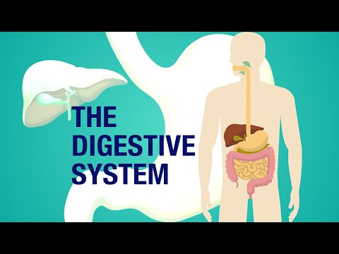 ICSE:SCIENCE:CLASS 4:CHAPTER 3:THE DIGESTIVE SYSTEM