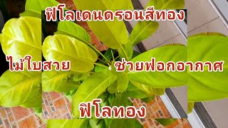 ฟิโลเดนดรอนสีทอง ฟิโลทอง ไม้ฟอกอากาศ ใบสวย ดอกสวย น่าปลูก @fapim