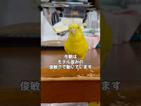 小夏はモデル💕　#セキセイインコ #小夏 #モデル