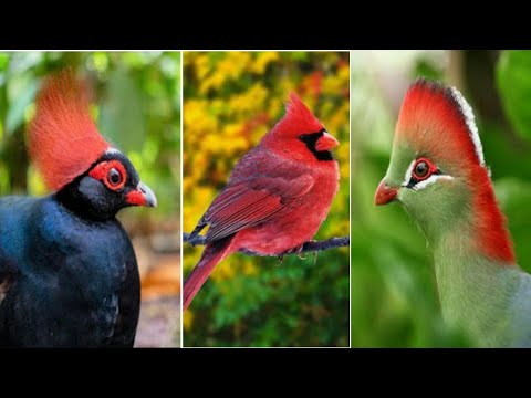 Top 5 Birds With Most Beautiful hairstyles #birds #beatifulbirds #birdspecies