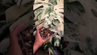 Epipremnum Series - Epipremnum Pinatum Marble l PlantFactory