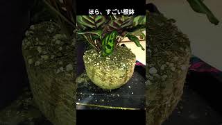 生長早すぎ、春を待てずに秋植替（カラテアマコヤナ） #622 #calathea #植替え
