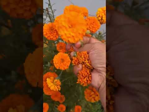 Short video #love #shortclips #phool #flowers #indian