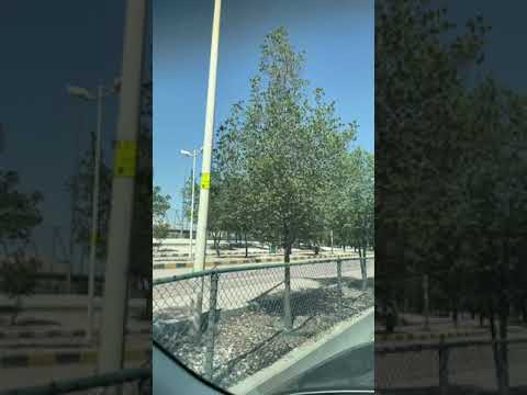 Al Nahda | Iqbal Jadiya | Al Nahda Park Riyadh | #shorts |