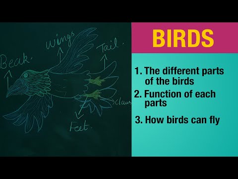 ICSE:SCIENCE:CLASS 3:CHAPTER 3:BIRDS