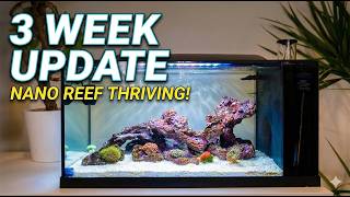 Nano Reef: 3 Weeks of Growth! TMC The First Wave 48L Ep.2
