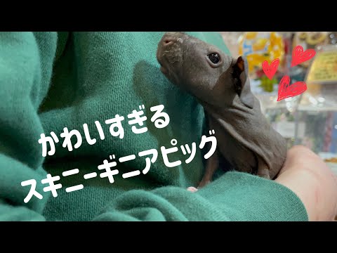 スキニーギニアピッグのベビーちゃん♪（熱帯倶楽部　東川口本店）