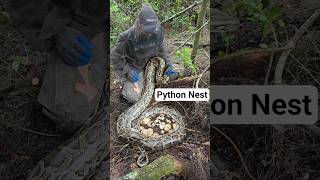 PYTHON NEST #python #snake #shorts #wildlife #nature #dangerous #herping #crazy #florida #nest #eggs