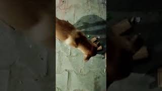 Mehmaan song // #shorts #mehmaan #doglover #dogcare