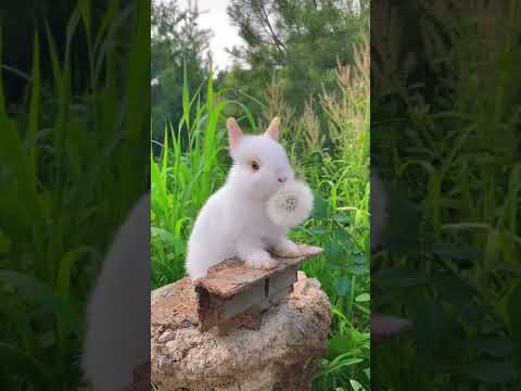 Chill Mode: Mischief Bunny Kicks Back! #chill #cute #rabbit #pets #shorts #diwali #video