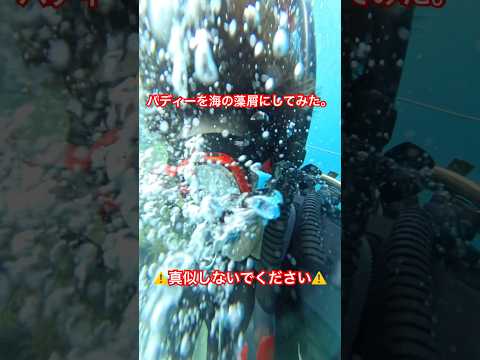 【海の藻屑】#ダイビング #ダイビングライセンス #パニック #海 #海洋 #危機一髪 #padi #海の中 #海洋生物 #夏 #夏休み #夏の思い出 #diving #rescue #sos