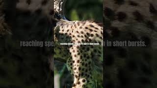 5 facts about Animal Kingdom #shots #shortsfeed #factsenglish #animals #sciencefacts