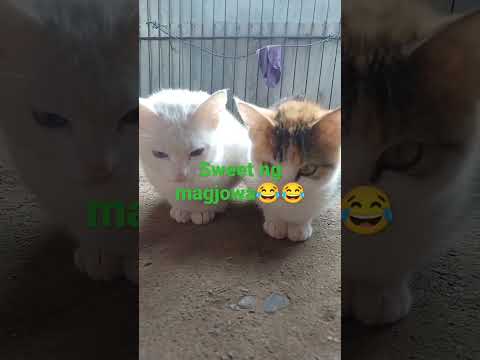 #shortvideo #sweet #couplegoals