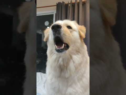 เสียงเห่าหมา โกลเด้นแซมมี่ Golden sammy Dog barking  #pets #goldenretriever #หมาเห่า