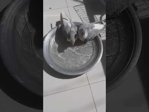 pigeon's taking bath 😏 #pigeon #pigeonlover #sirajikabootar #birds #trendingshorts #viral #shorts