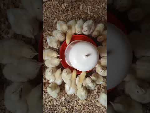 Broiler growth stages