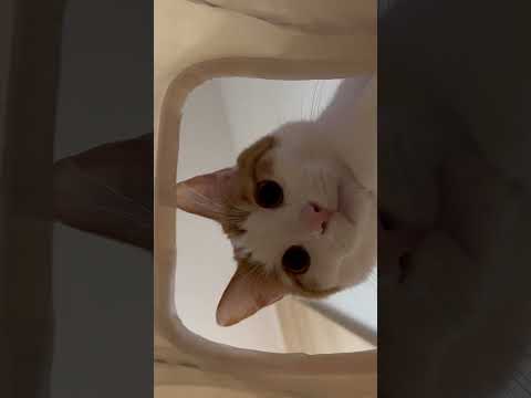 穴からみる！猫の遊び時間　#shorts  #cat  #ねこのいる生活 #ねこ動画 #猫 #保護猫 #猫のいる暮らし