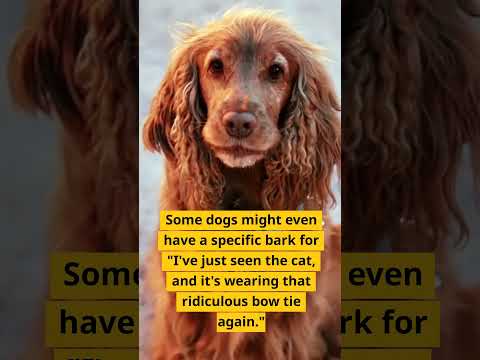 Why do #dogs  bark?