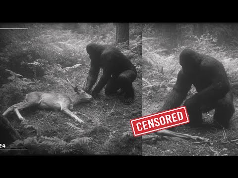 Trail Cam CAPTURES BIGFOOT BUTCHERING Deer With Surgical Precision