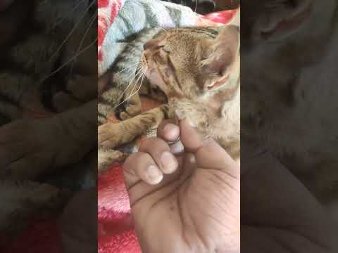 Cute cat #cat #cute #cutebaby