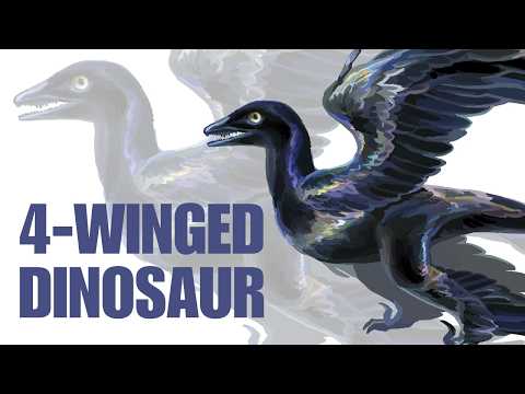 When Dinosaurs Grew Wings On Their Legs - Microraptor Documentary