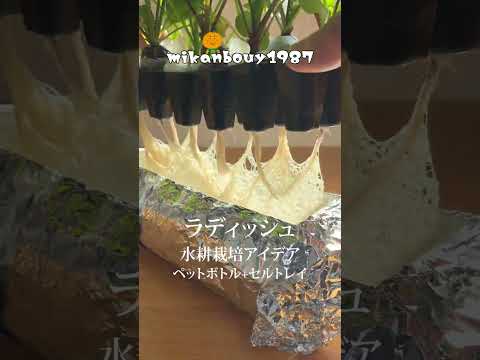 二十日大根（ラディッシュ）はペットボトルとセルトレイとバーミキュライトで簡単に栽培出来ます！水耕栽培