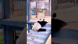 How Are Pandas Not Extinct 😭