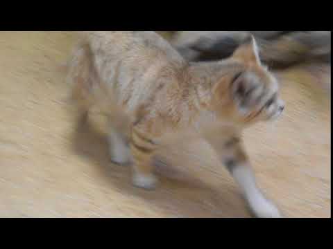 Sand Cat at DC Zoo Video