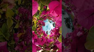 paper flowers #insta360oner #nature #360camera #travel #tinyplanet #360video #magicinaction #shorts