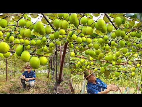 ทีแรกมีแต่คนว่าบ้าปลูกพุทราป่า🌳แล้วเอายอดมาเสียบต่อผลผลิตออกไม่พอมีแต่คนรอกิน