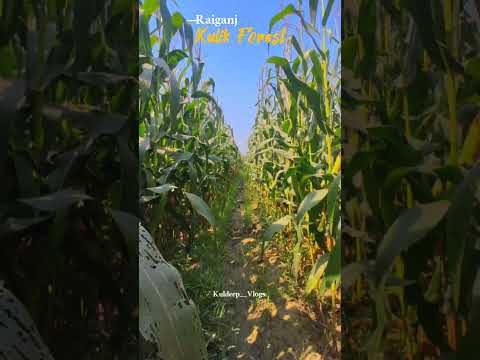 Raiganj, Kulik forest.🌳❤ #raiganjcity #youtubereels #yiutubeshort #viral