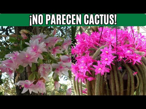 15 Cactus Colgantes que te Sorprenderán  ¡Flores Espectaculares!