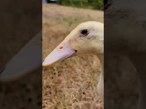 Summer Ducks!! #ducks #cuteanimals #backyardflock