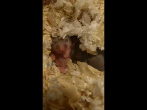 倉鼠 三線鼠 出生紀錄【DAY８】