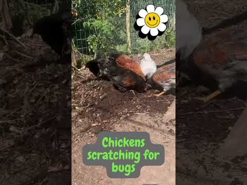 Chickens scratching for bugs