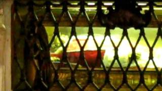 Movie 46 - Another Pope Tomb