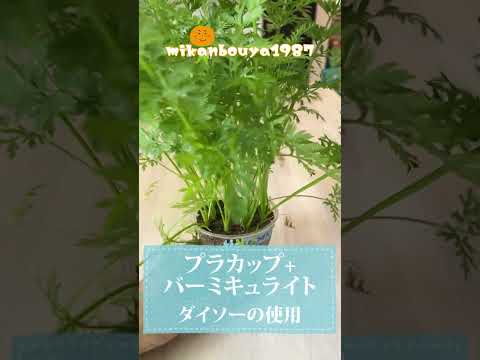 ミニ人参をペットボトルとプラカップで育てたら、大量に収穫出来ました｜水耕栽培