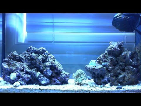 Fluval EVO V Marine