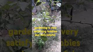 I love gardening at home #gardeninspiration