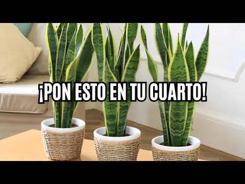 5 Motivos para Tener una Lengua de Suegra en tu Cuarto