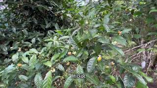 茶山老板给传统茶叶店的几点建议，实体店因此重获新生#普洱茶#古树茶#茶叶销售#金色东方古茶庄园