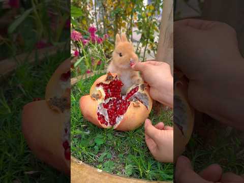 Pomegranate Rush: Baby Bunny’s Adorable Snack Frenzy! #trending #cute #animals #shorts