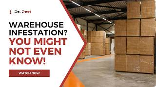 Warehouse Pest Control: Safeguard Facilities From Costly Infestations | Dr. Pest