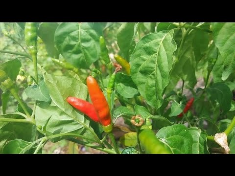 ปลูกพริกขาย Growing chili peppers for sale