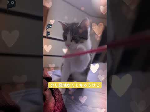 壊れゆくモノの物語🐾