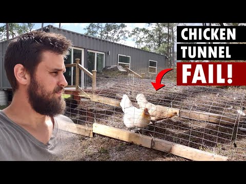 Something KILL3D My Chicken And I Don't Know What or How! Chicken Tunnels Fail