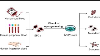 A Drop of Blood, A New Era  Stem Cell Science Unveiled
