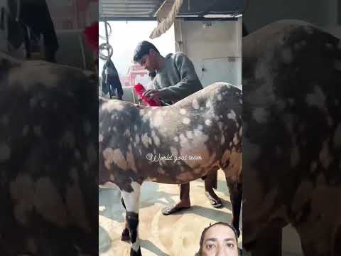 MaSha Allah havevy w8 bakra #bull#cow#bakramandi#animals #bakraeid #eid #eiduladha#goat#goatfarming
