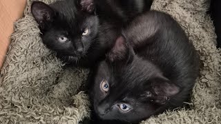 come pet some cats with me