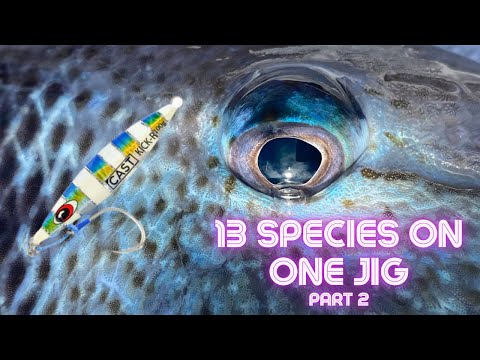 13 SPECIES OF FISH ON ONE JIG!! Slow Pitch Jig Fishing the Gulf (Part 2).